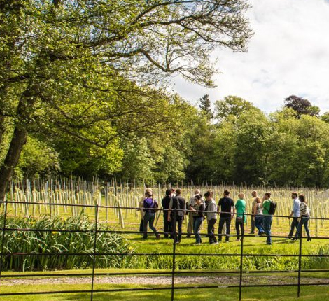 A group walking through a vineyard whilst on a vineyard tour at Bolney Wine Estate