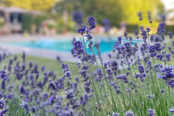 Findon Place gardens lavender